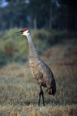 Grus canadensis,
Grou do Canad&aacute;,
Gru canadese,
grue du Canada,
Grulla Canadiense,
Grulla gris,
Kanadakranich,
Sandhill Crane
