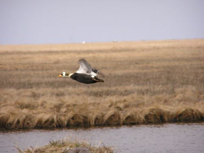 Eider-de-lunetas Eider-de-lunetas