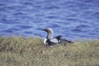 Arctic Loon Arctic Loon