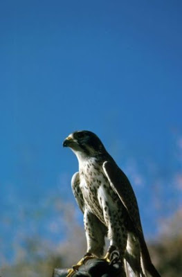 Falco peregrinus anatum,
American Peregrine Falcon