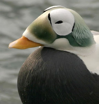 Eider-de-lunetas Eider-de-lunetas