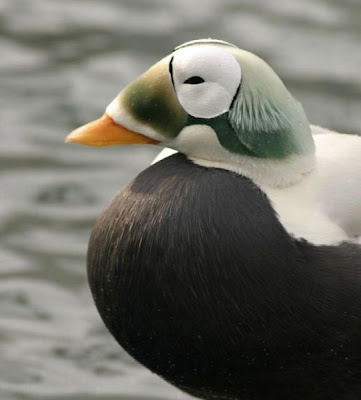 Eider-de-lunetas Eider-de-lunetas
