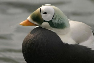 Eider-de-lunetas Eider-de-lunetas