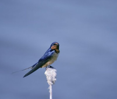 Hirondelle rustique Hirondelle rustique
