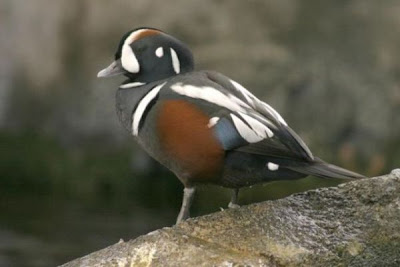Arlequin plongeur Arlequin plongeur