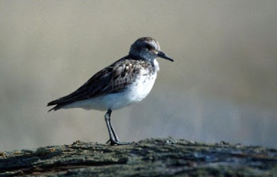 Calidris pusilla,
b&eacute;casseau semipalm&eacute;,
Correlimos Semipalmeado,
Pilrito-semipalmado,
Piro-piro semipalmato,
Playero semipalmeado,
Sandstrandl&auml;ufer,
Semipalmated Sandpiper
