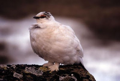 Lagop�de alpin