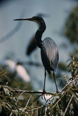 Garceta tricolor