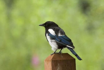 Black-billed Magpie Black-billed Magpie
