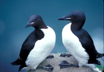 Guillemot de Br�nnich