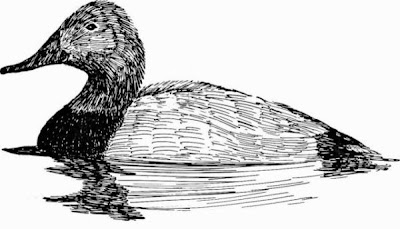 Canvasback Canvasback