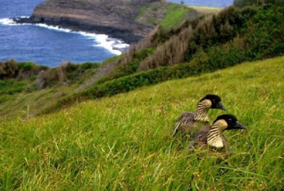 Branta sandvicensis,
Hawaiian Goose,
Nene