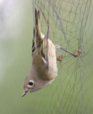 Ruby-crowned Kinglet
