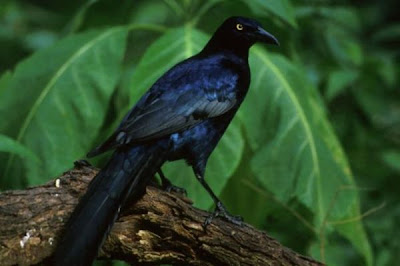 Quiscalus quiscula,
Common Grackle,
quiscale bronz&eacute;,
quiscale bronz&Uacute;