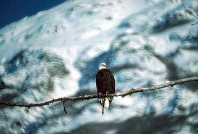 Bald Eagle Bald Eagle