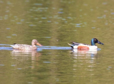 Canard souchet Canard souchet