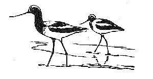 Avocette d'Am�rique
