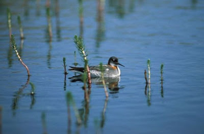 Falaropo beccosottile Falaropo beccosottile