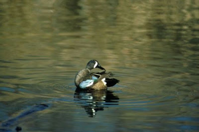 Anatra aliazzurre americana Anatra aliazzurre americana