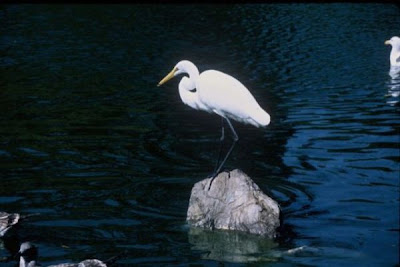 Garza blanca