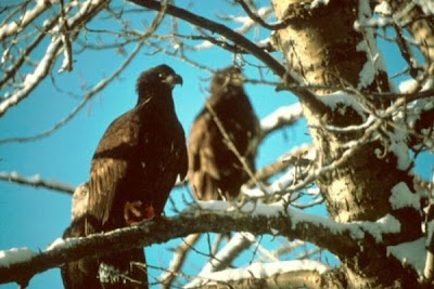 Bald Eagle Bald Eagle