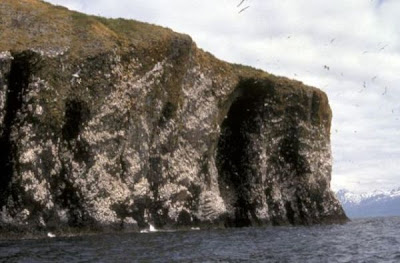 Black-legged Kittiwake Black-legged Kittiwake