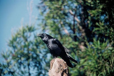 Grand corbeau Grand corbeau