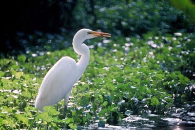 Garza blanca