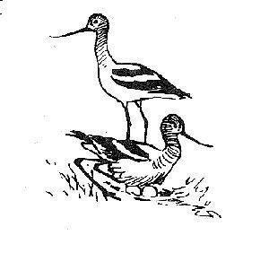 Avocette d'Am�rique