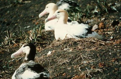 Albatros rabón Albatros rabón