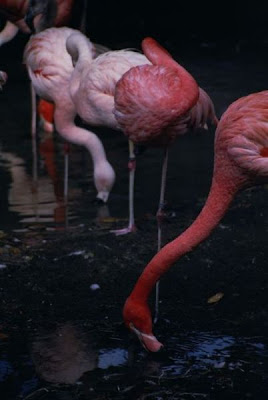 Flamant rose