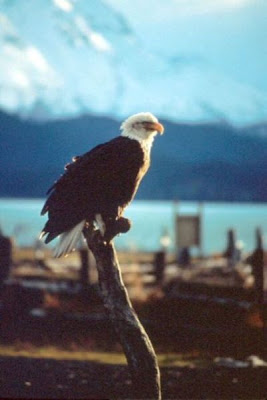Bald Eagle Bald Eagle