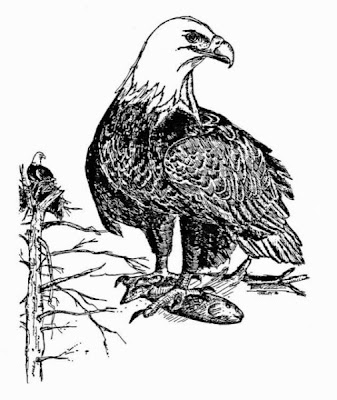 Bald Eagle Bald Eagle