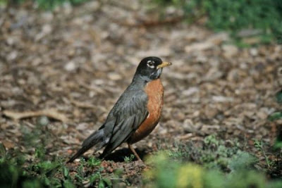 Image of American Robin