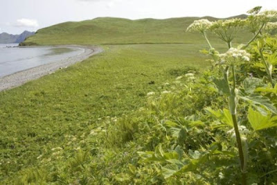 Image of Bendel Island coastline