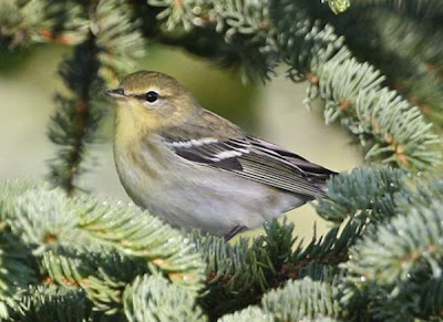 Image of Blackpoll Warbler