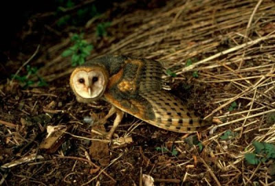 Image of Barn Owl