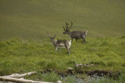Image of Atka Island reindeer