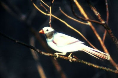 Image of Aberrant Cardinal