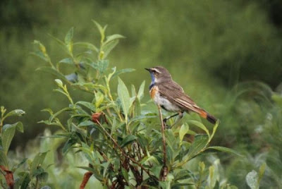 Image of Bluethroat Male