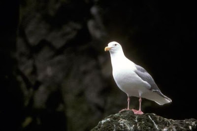 Image of Glaucous-winged Gull