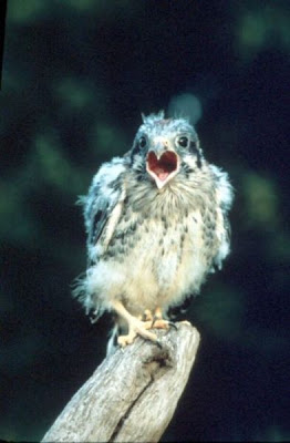 Image of American Kestrel Young