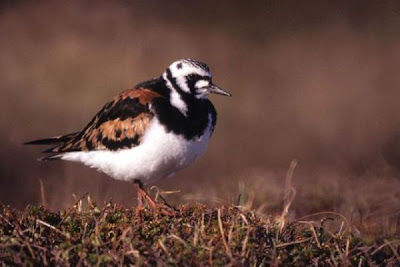 Image of Ruddy Turnstone