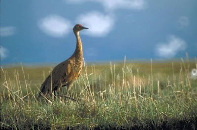 Image of Sandhill Crane