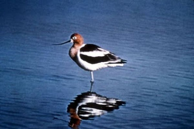 Image of American Avocet