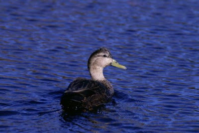 Image of American Black Duck