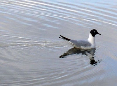 Image of Bonaparte's Gull