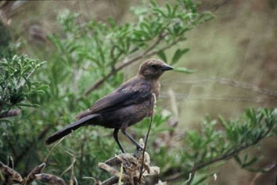 Image of Brown-headed Cowbird (Female)