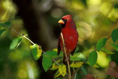 Image of Cardinal