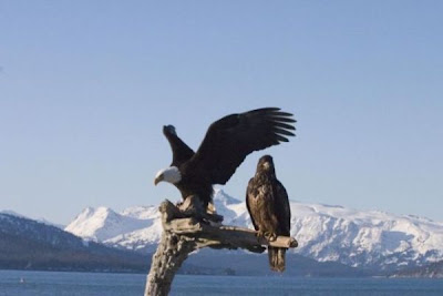 Image of Immature and Adult Bald Eagle